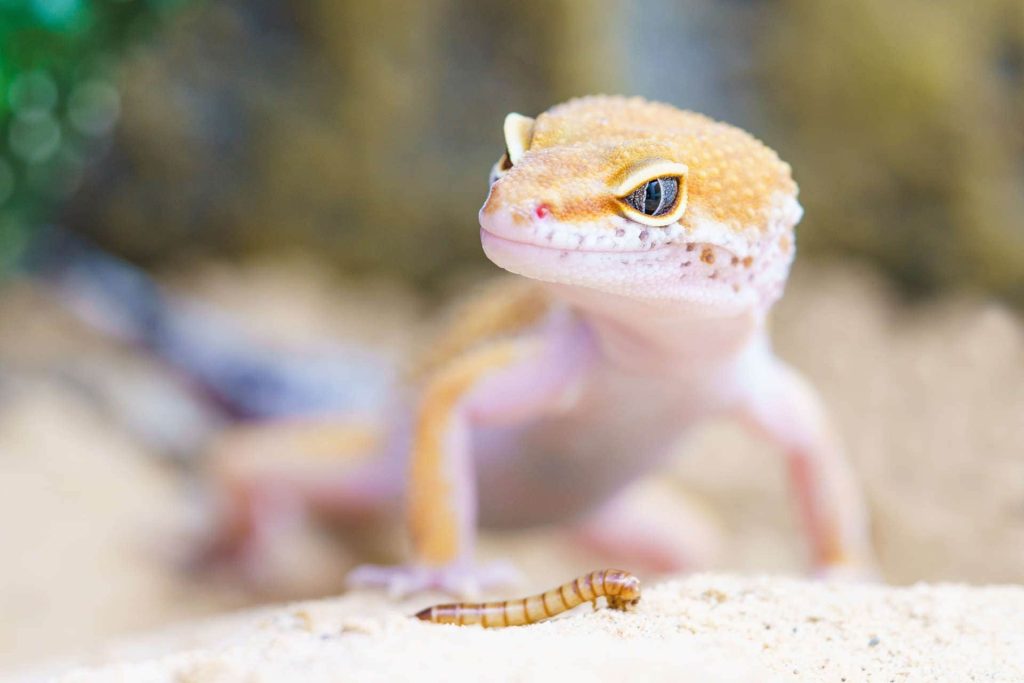 Brown gecko