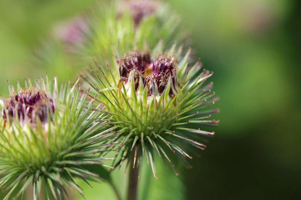 Burdock flower