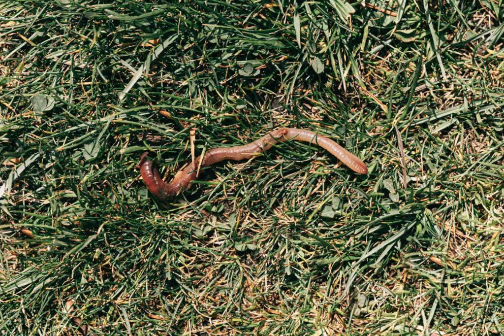 Earthworm on grass