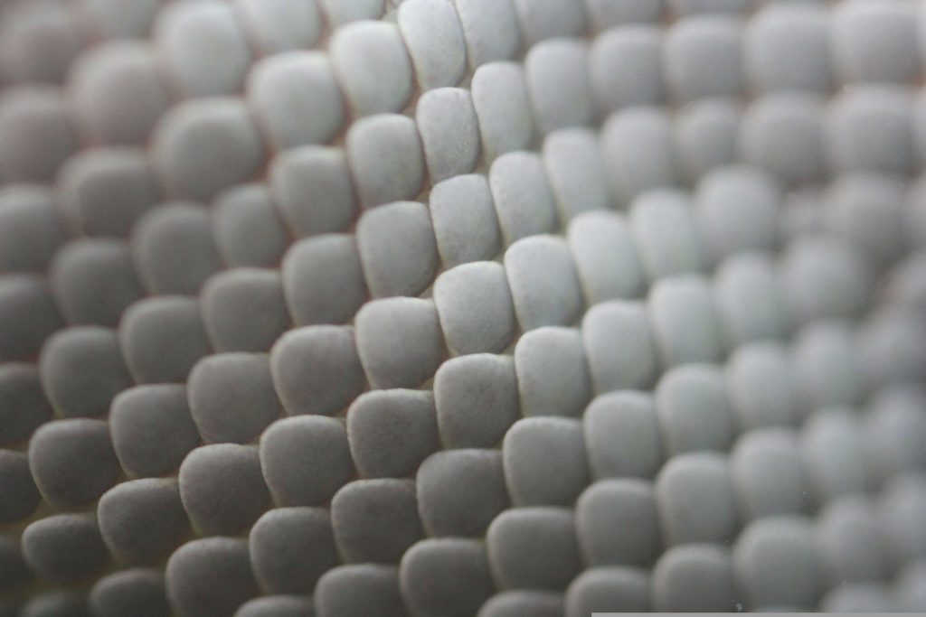 Close up image of gecko skin showing the scales geometry. Van der Waals forces are the cause for the incredible “stickiness” of the skin to almost any surface.
