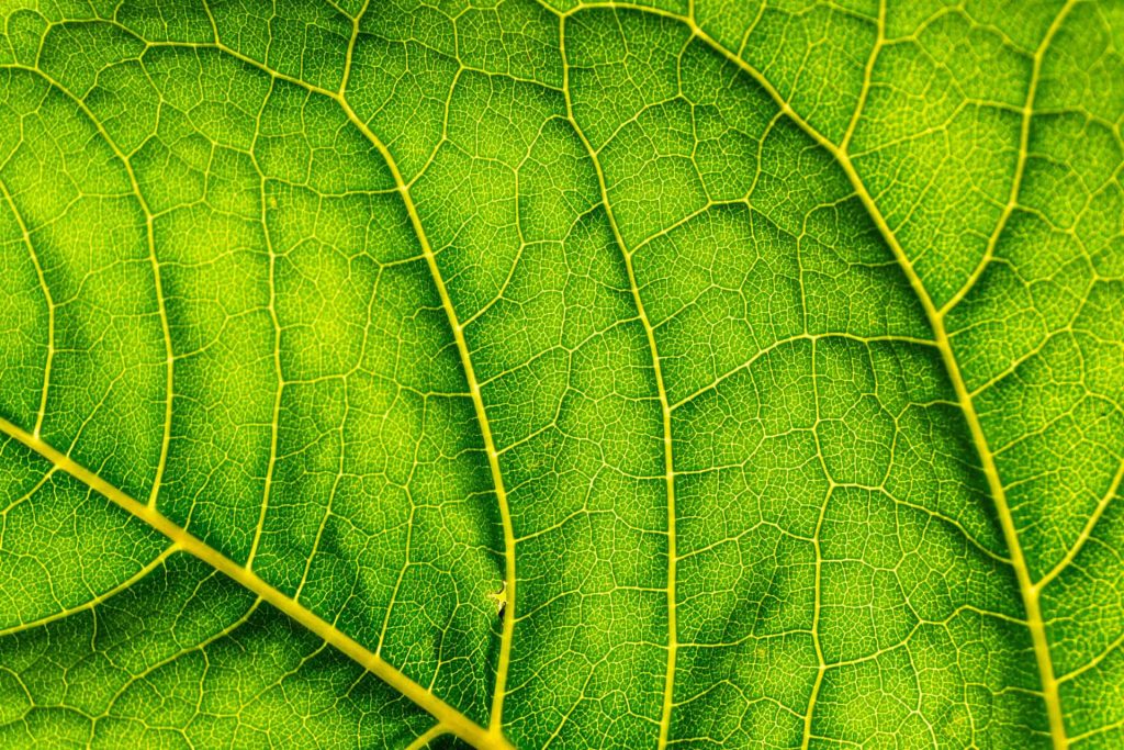 Green leaf close-up