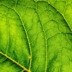 Green leaf close-up