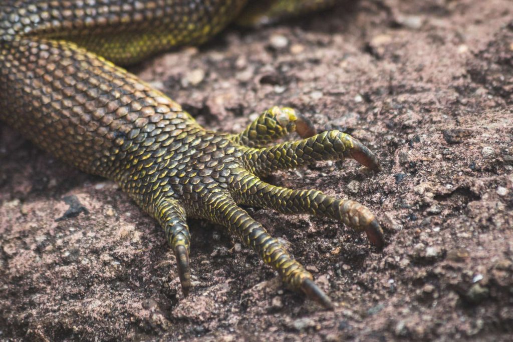 Lizard foot on rock