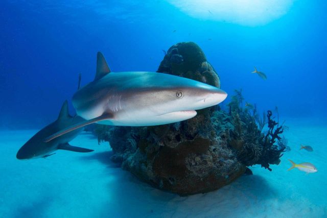 Sharks swimming around rock